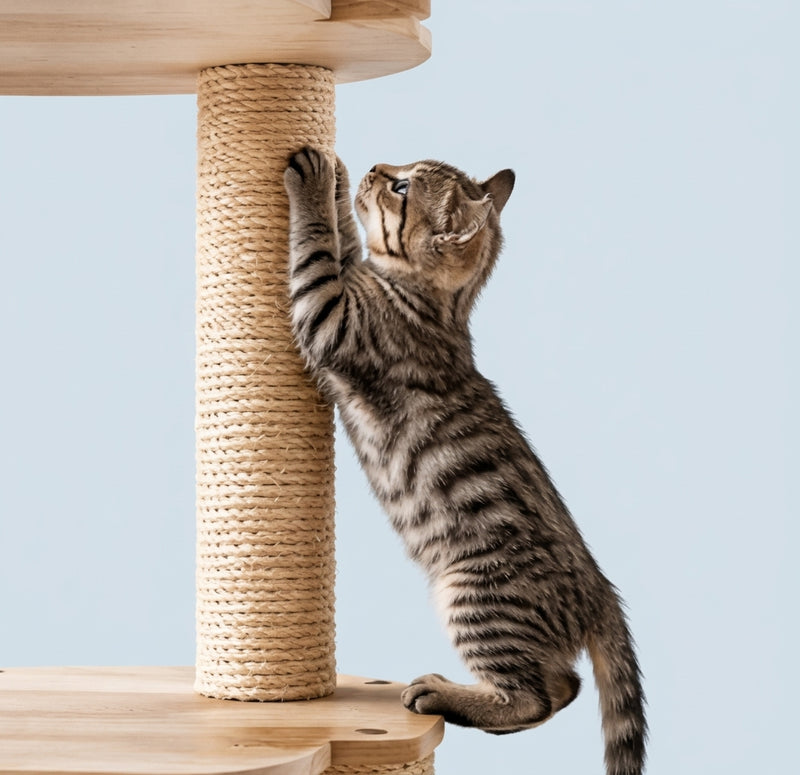 Cat Tree Showcase